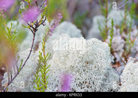 Plan Macro sur renne blanc moss Banque D'Images