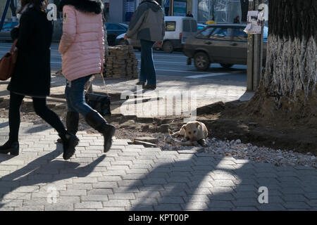 CHISINAU, Moldavie - Décembre 21, 2015 : un chien de rue dans le centre de Chisinau, capitale de la République de Moldova. Banque D'Images