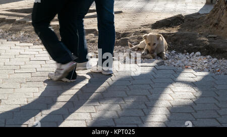 CHISINAU, Moldavie - Décembre 21, 2015 : un chien de rue dans le centre de Chisinau, capitale de la République de Moldova. Banque D'Images