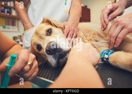 Golden retriever à l'hôpital vétérinaire. Les vétérinaires de la préparation du chien pour la chirurgie. Banque D'Images