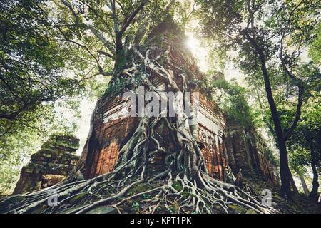 Jeune homme avec sac à dos venant d'anciens monuments sous les racines de l'arbre géant près de Siem Reap (Angkor Wat) au Cambodge Banque D'Images