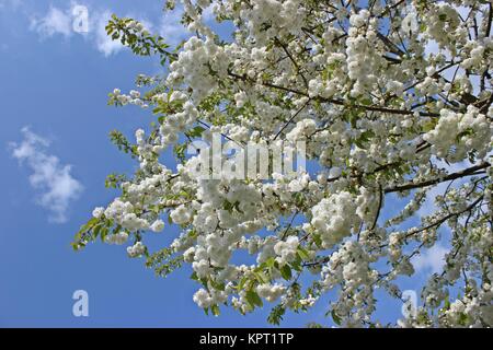 cerisier aux fleurs blanches Banque D'Images