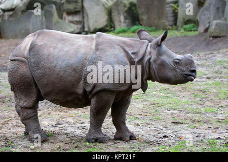 Rhino dans une clairière Banque D'Images