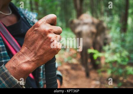 Part d'un homme avec Éléphant dans la forêt tropicale dans la province de Chiang Mai, Thaïlande Banque D'Images