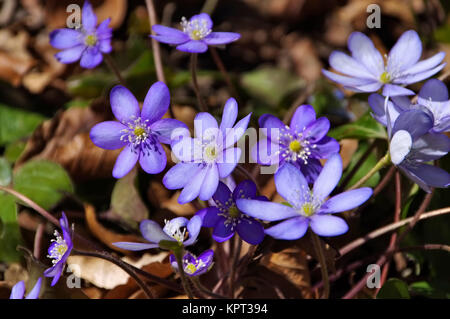 Leberbluemchen im Frühling - blue Hepatica nobilis fleur qui s'épanouit au printemps Banque D'Images