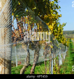 Compensation d'oiseaux sur les raisins dans le vignoble Banque D'Images