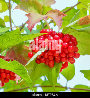 Bouquets de viburnum rouge sur le buisson Banque D'Images