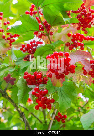 Bouquets de viburnum rouge sur le buisson Banque D'Images