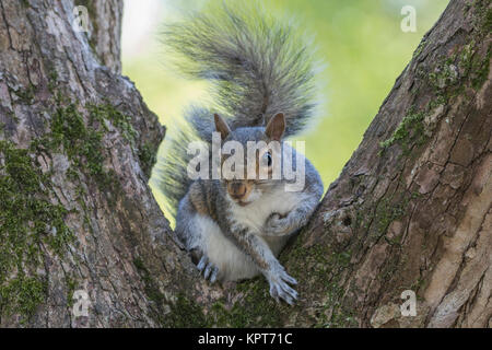 L'écureuil gris de l'assise dans les branches d'arbres entre Banque D'Images