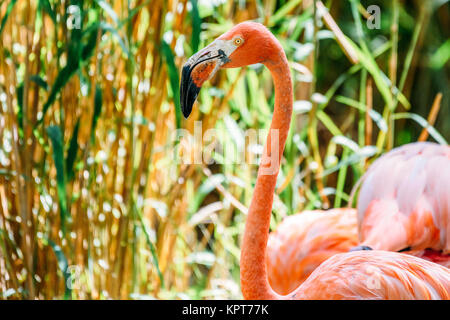 Flamand Rose Portrait d'oiseaux en pleine nature Banque D'Images