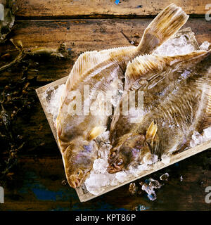 Deux poissons plats fraîchement pêché le flétan, ou unique, dans une cage de glace broyée sur une table en bois rustique avec des algues laminaires Banque D'Images