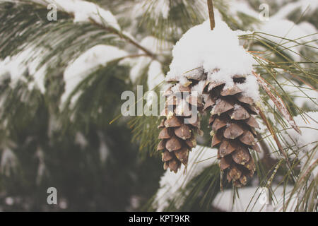 Neige sur des pommes de pin Banque D'Images