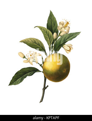 19ème siècle Illustration d'un des fruits orange. Gravure par Pierre-Joseph Redoute. Publié dans Choix des Plus Belles fleurs, Paris (1827). Banque D'Images