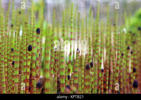 Horsetail de l'étang ou Horsetail de la boue Equisetum fluviatile Banque D'Images