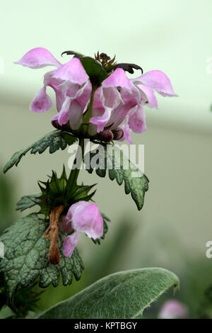 Gefleckte Taubnessel (Lamium maculatum Beacon's Silver) Banque D'Images