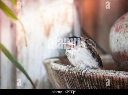 Close up of a young Sparrow, à la fontaine, stock photo Banque D'Images