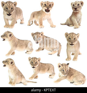 Bebe Lion Panthera Leo Isole Sur Fond Blanc Photo Stock Alamy