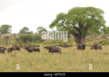 Libre de Buffalo (nom scientifique : Syncerus caffer ou 'Nyati ou Mbogo' en Swaheli) image prise sur Safari situé dans le parc national de Tarangire, Tan Banque D'Images