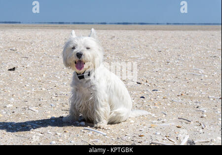 West Highland White Terrier assis sur la plage Banque D'Images