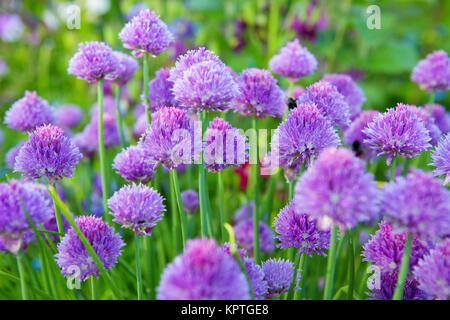 Belles fleurs de ciboulette Ciboulette .plantes en pleine floraison. Libre avec des dof. Selective focus sur les plus proches de l'oranger. Banque D'Images