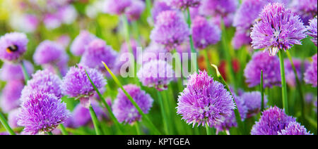 Belles fleurs de ciboulette Ciboulette .plantes en pleine floraison. Libre avec des dof. Selective focus sur les plus proches de l'oranger. Banque D'Images