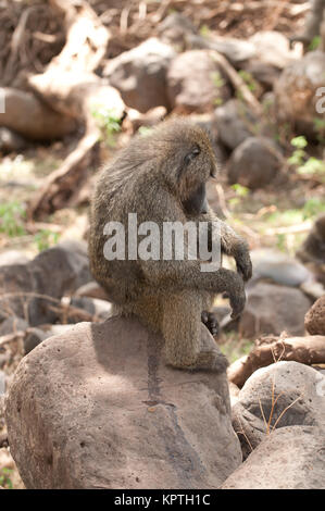 Libre de babouins Olive (nom scientifique : papio anubis, ou Nyani dans Swaheli) image prise sur Safari situé dans le Lake Manyara National Park dans l'E Banque D'Images