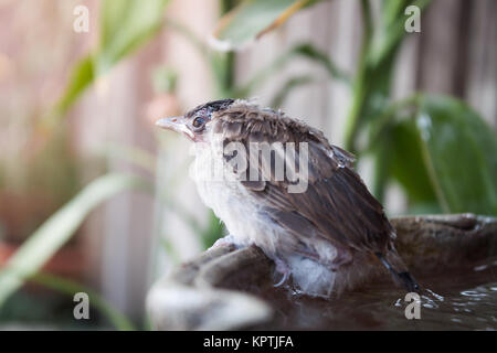 Close up of a young Sparrow, à la fontaine Banque D'Images