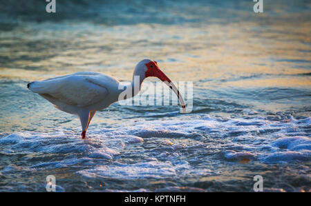 Ibis blanc dans le Surf en Floride Banque D'Images