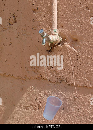 Robinet avec cups sur un mur en Oman Banque D'Images