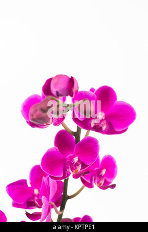 Petites orchidées Phalaenopsis mauve close up Banque D'Images