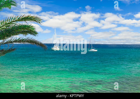 Palmier vert sur la plage Playa de Papagayo à Lanzarote Banque D'Images