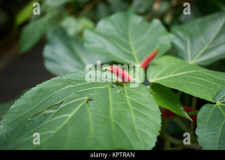 Le hispida Banque D'Images