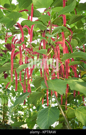 Le hispida Banque D'Images