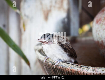 Close up of a young Sparrow, à la fontaine, stock photo Banque D'Images