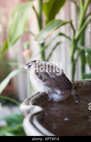 Close up of a young Sparrow, à la fontaine, stock photo Banque D'Images