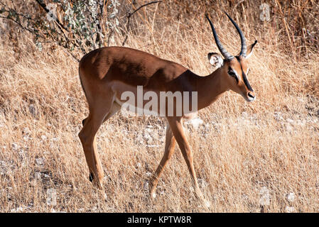 Impala, antilope à talon noir Banque D'Images