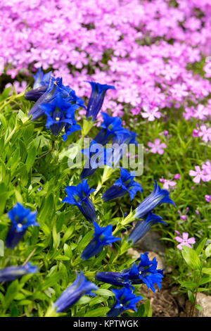 Gentiane trompette, blue spring flower dans jardin avec fleurs roses en arrière-plan. Backgeound au printemps. Fleur de printemps. Fond naturel. Srping jardin en fleur. Banque D'Images