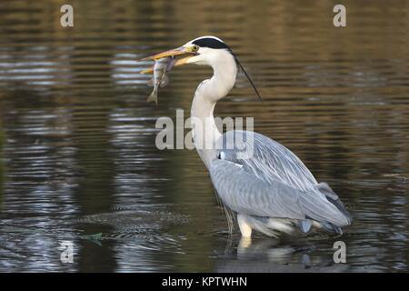 Des hérons cendrés (Ardea cinerea) avec des poissons capturés dans l'eau, Hesse, Allemagne Banque D'Images