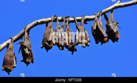 Des chauves souris, également nommé renards volants. Les animaux sauvages vivant en Australie. Banque D'Images