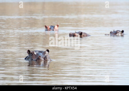 Dans le lac d'hippopotame Banque D'Images