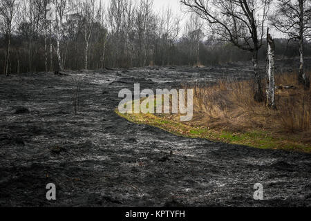 Effets de la combustion de l'herbe sèche dans la forêt Banque D'Images