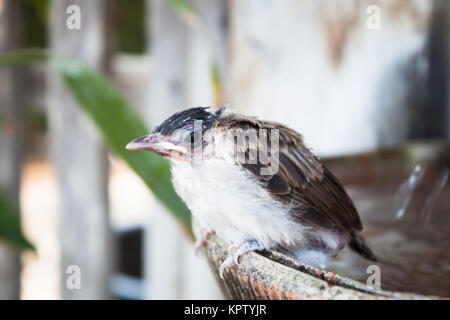 Close up of a young Sparrow, à la fontaine Banque D'Images