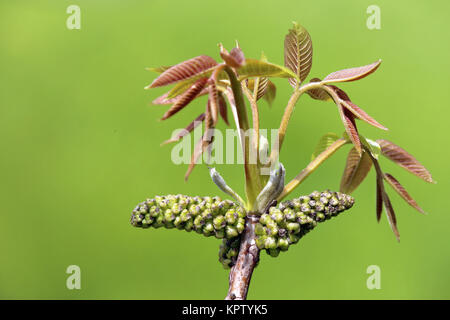 inflorescence mâle juglans regia noyer authentique Banque D'Images