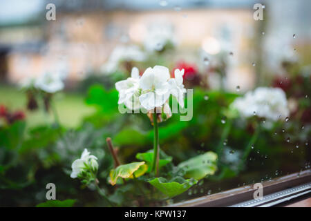 Une image de moody quelques petites fleurs sur un appui de fenêtre pris dans la pluie. Banque D'Images