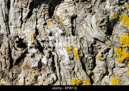 Close up montrant la texture de l'écorce de l'olivier Banque D'Images