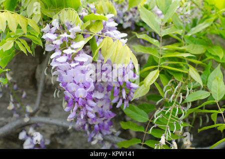 Fleur de glycine de plus de quelques roches Banque D'Images