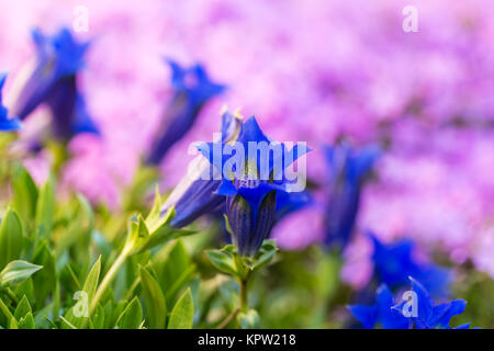 Gentiane trompette, blue spring flower in garden Banque D'Images