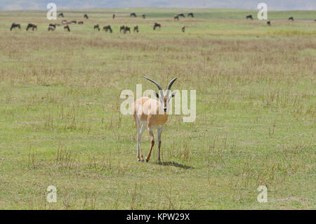 La gazelle de Grant gros plan (nom scientifique : Gazella granti robertsi, ou "wala granti' en Swaheli) dans le parc national de Ngorogoro, Tanzanie Banque D'Images