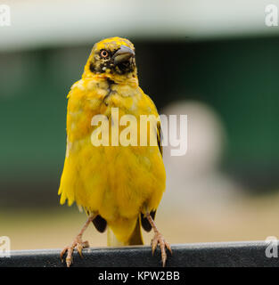 Speke's Weaver oiseau juvénile (ploceus speki) dans le Parc du Ngorongoro Banque D'Images