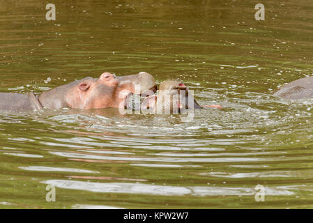 Libre d'hippopotames (nom scientifique : Hippopotamus amphibius, ou 'Kiboko' en Swaheli) dans le parc national de Serengeti, Tanzanie Banque D'Images